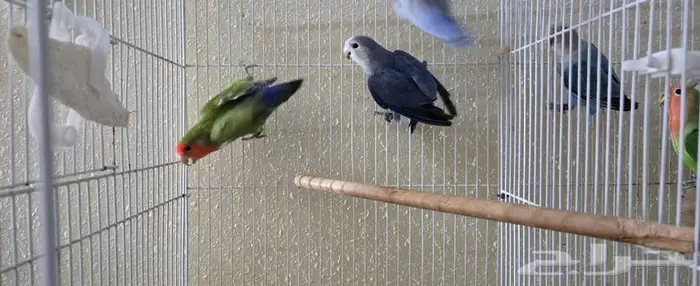 حبات روز مجهوله الجنس 1