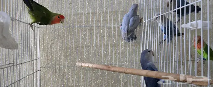 حبات روز مجهوله الجنس 0