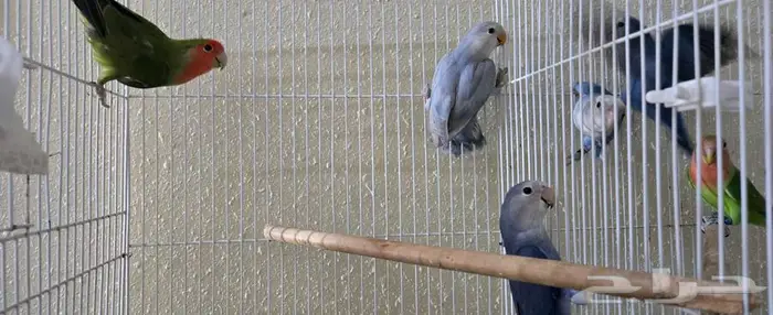 حبات روز مجهوله الجنس 3