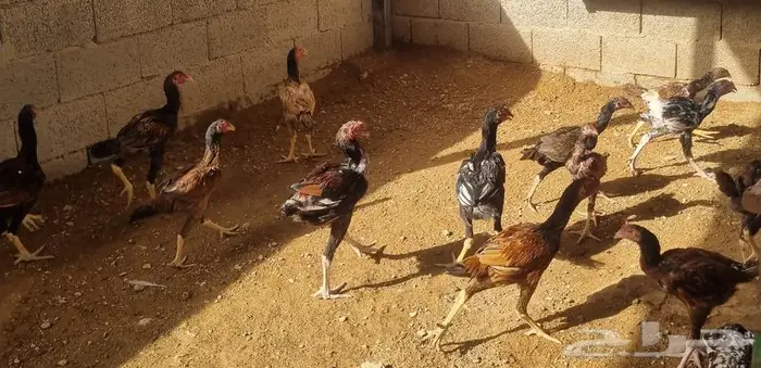ديوك باكستاني سندي بيور فواخر 1