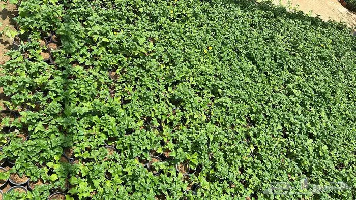 تنسيق حدائق اشجار زينه اشجار متسلقه جهنمية 18