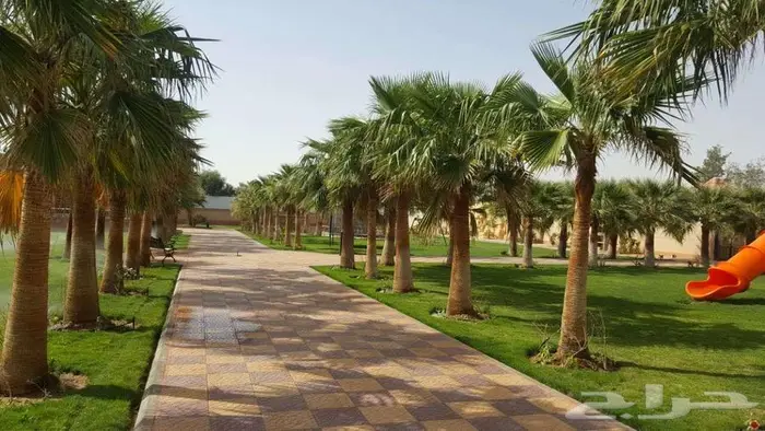 نخل واشنطني زينه واشنطونيا 2