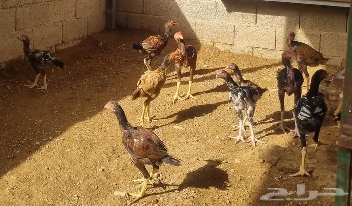 ديوك باكستاني سندي بيور فواخر 7