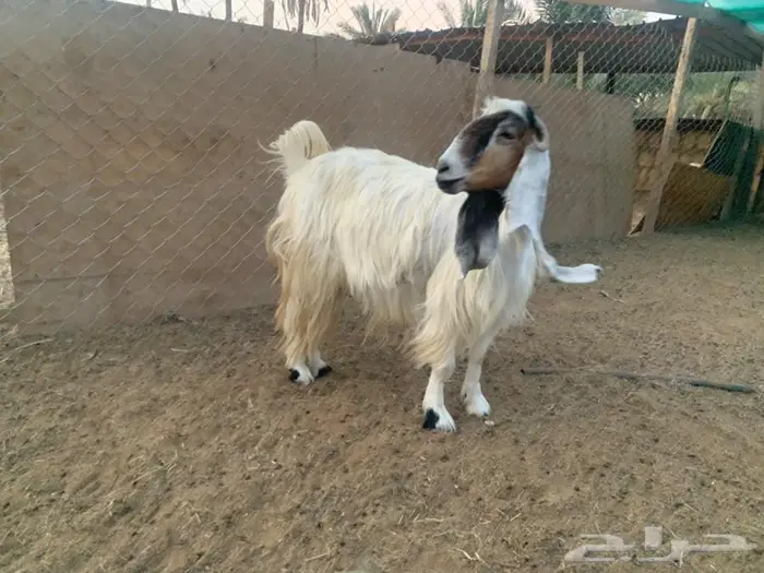 عنز حليب طيبة 0