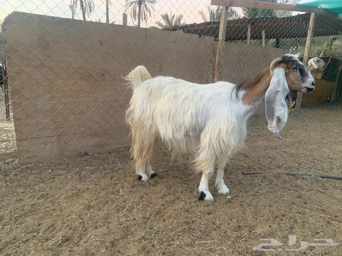 عنز حليب طيبة 1