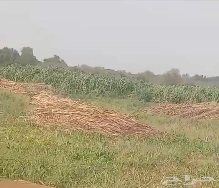 علف جديد للبيع 1