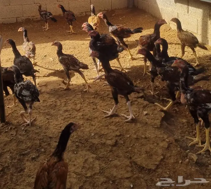 ديوك باكستاني سندي بيور فواخر 4