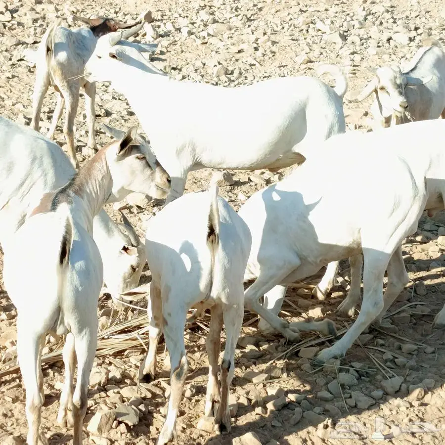 تيوس للبيع 1