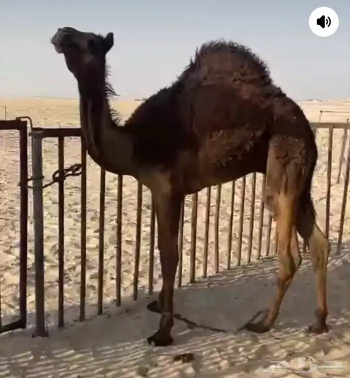 ذبايح خرفان جبره وفاخرة ويوجد قعدان 1