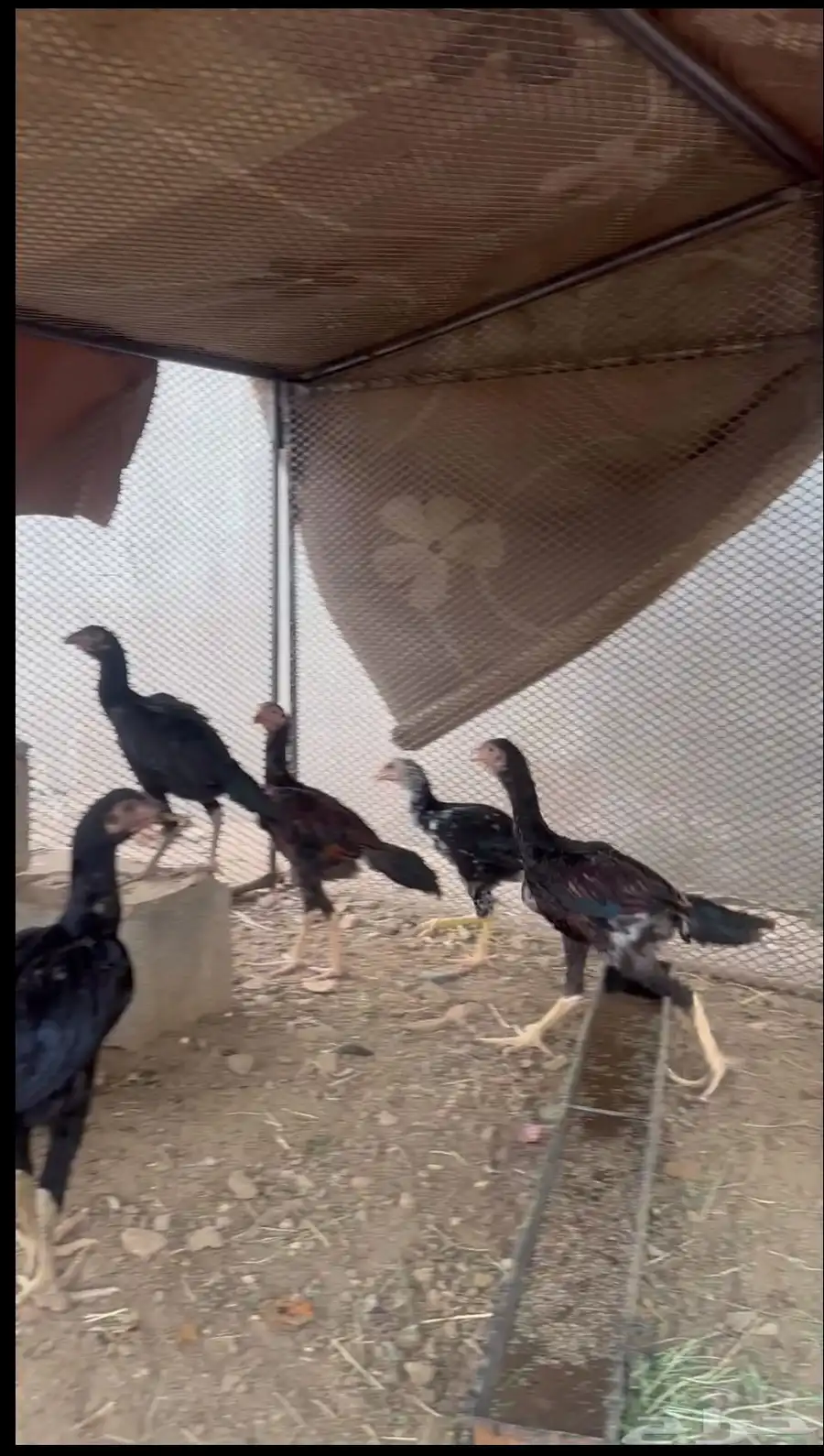 ديك 0