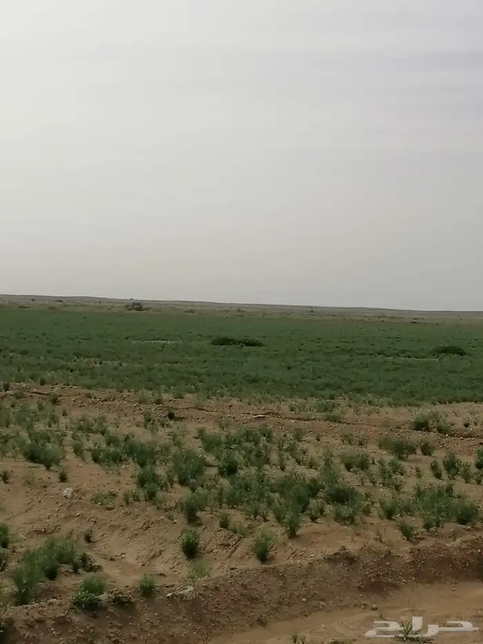 مزرعه للبيع في النومانية التابعة للفوارة 5