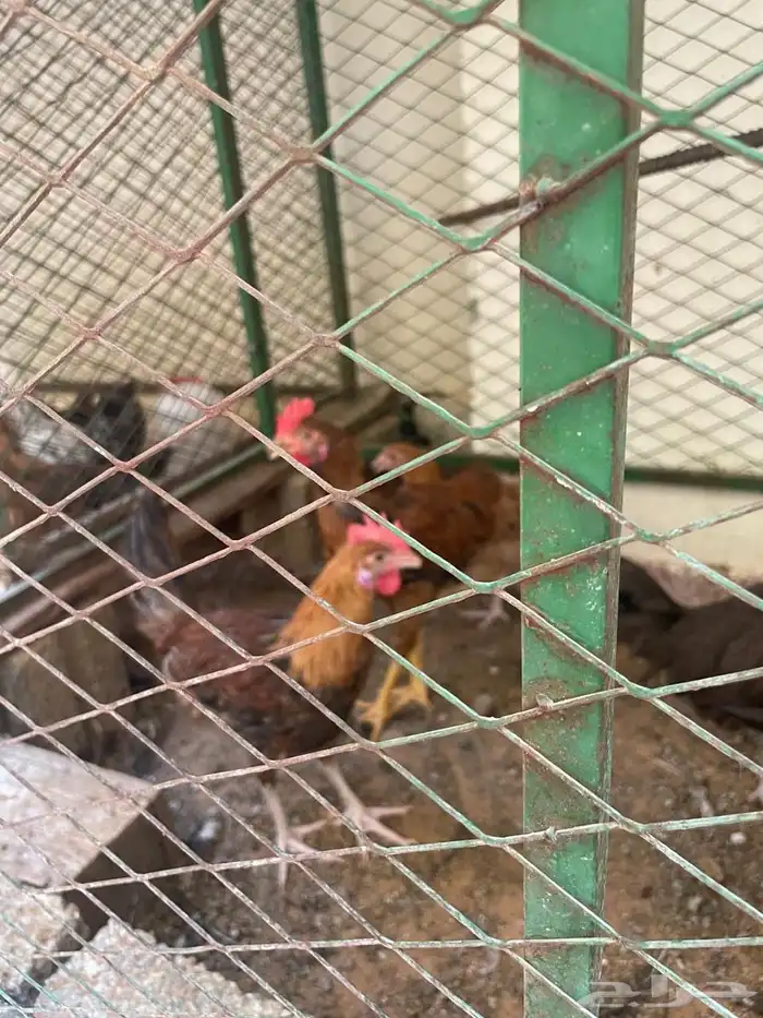 ديك ديكه 0