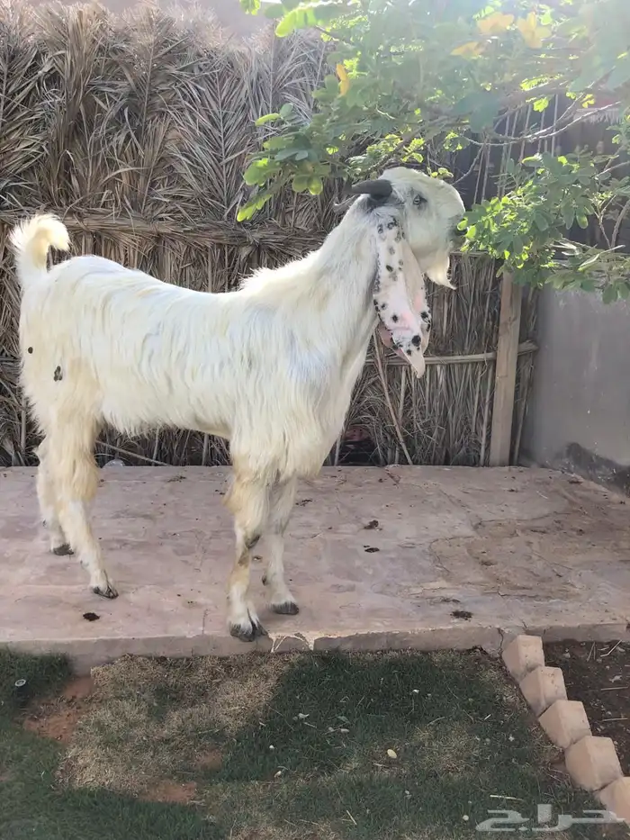 تيس مطور خصمم فاخررر 3