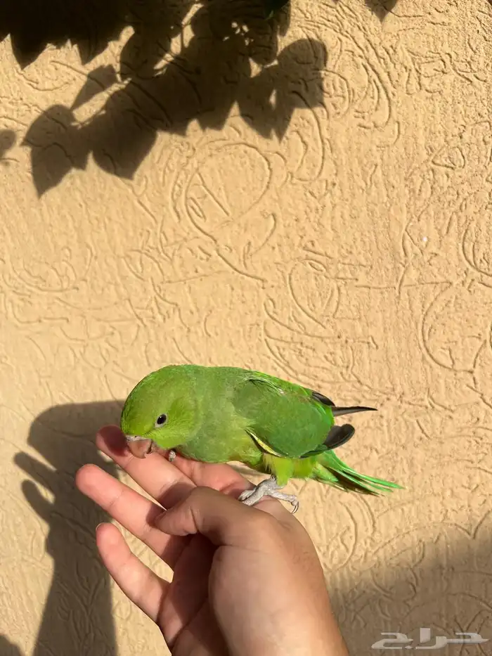ببغاء دره أليف جدا مناسب للاطفال صحه و نظافه شرط باذن الله 3