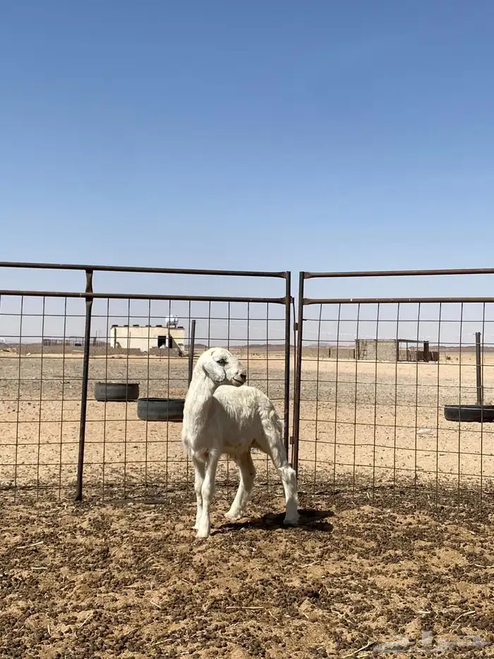 رخل خرف 0