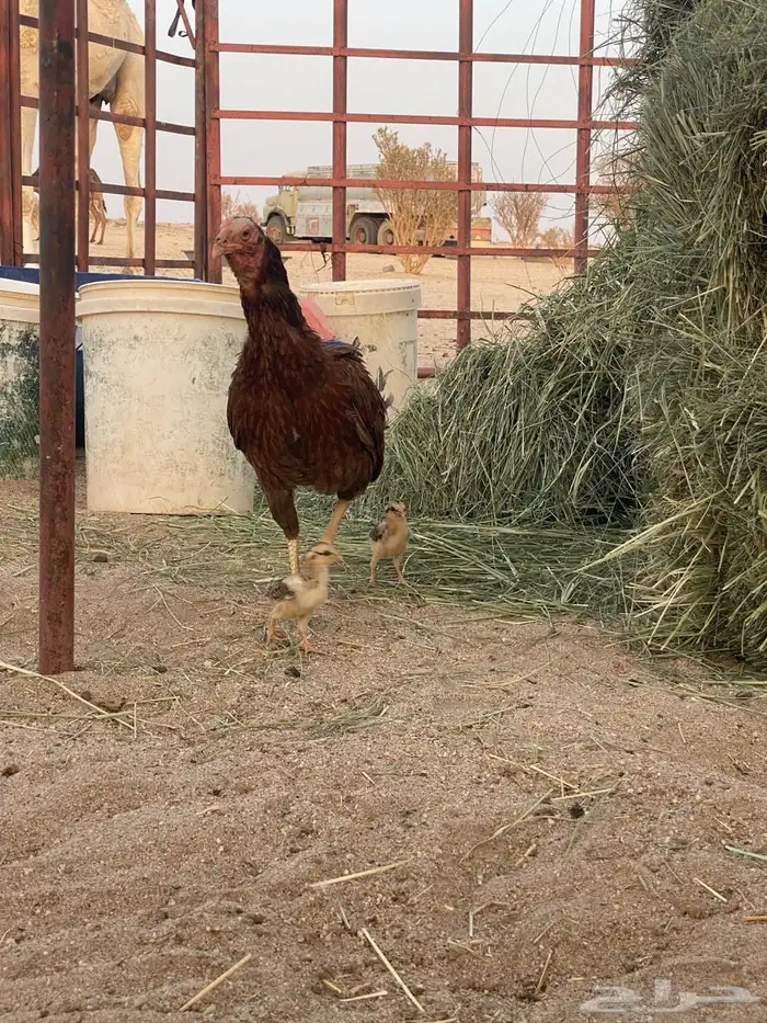 دجاجه عليها فروخ تم البيع 3