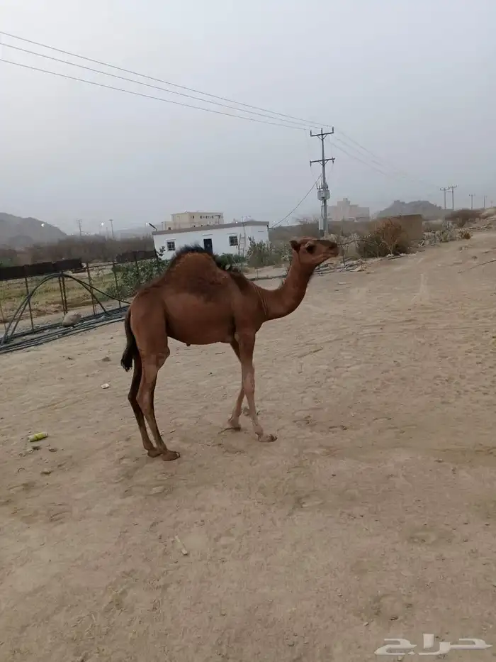 حاشي لباني 0