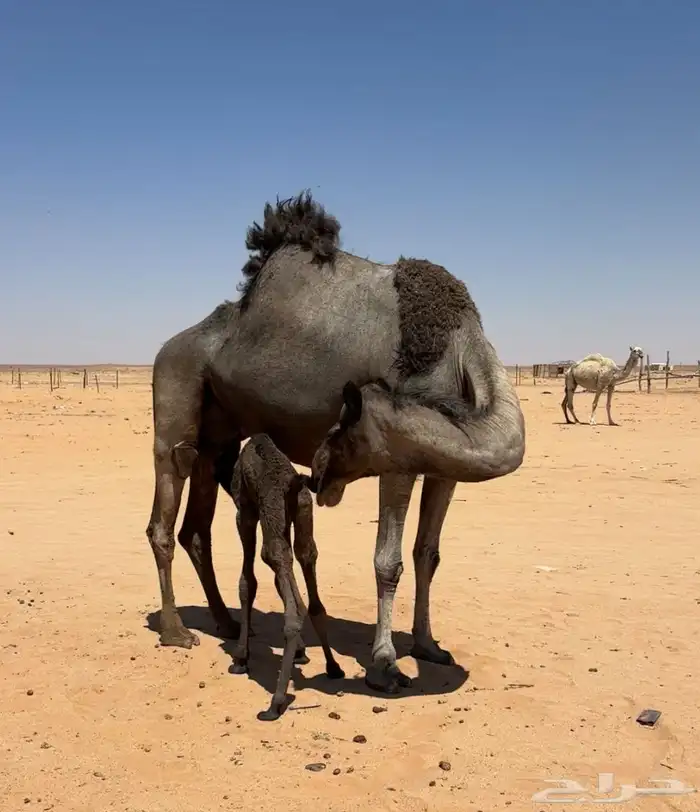 خلفه ملحاء منيحه 4