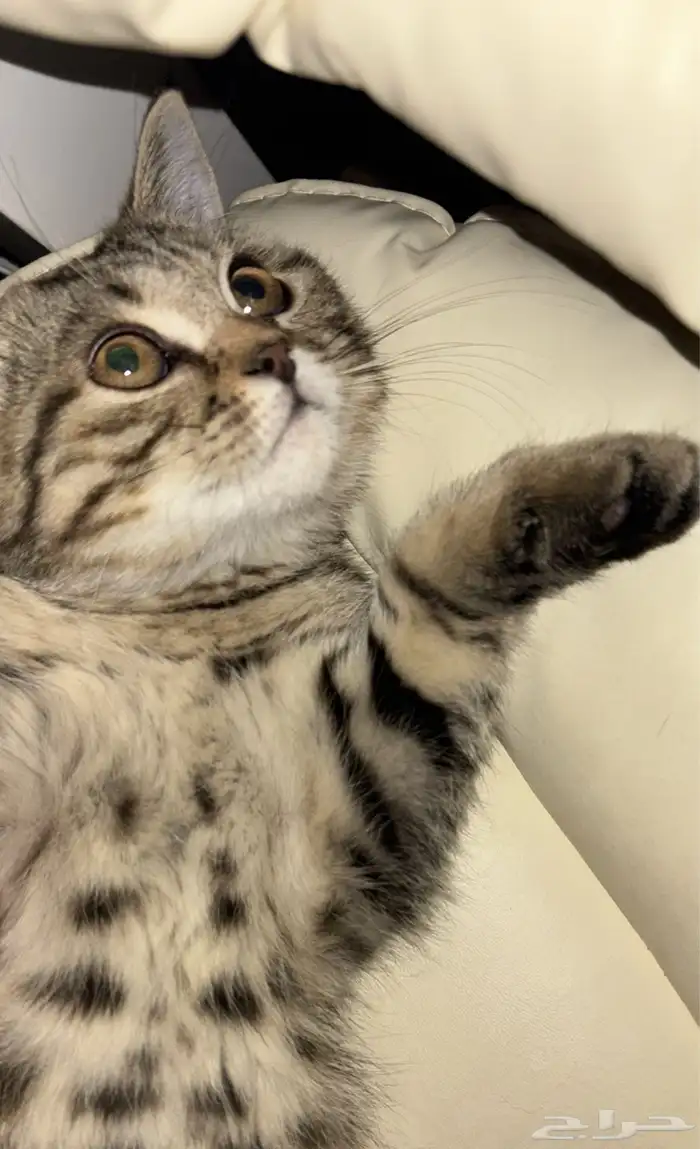 قط سكوتش ستريت شورت هير 2