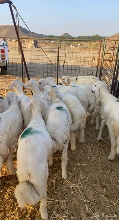 طليان حريه تم البيع 0