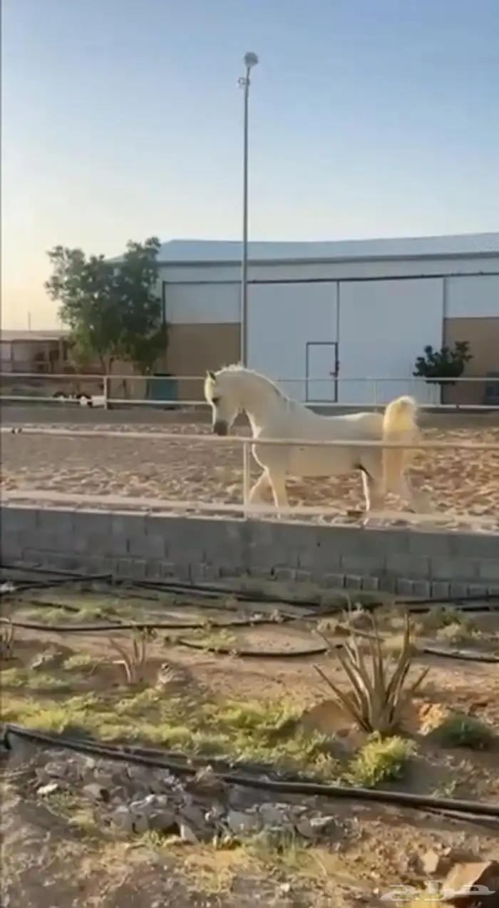 حصان وأهو البيع شعبي 0