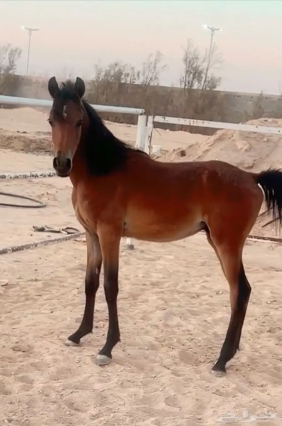 مهر عربي اصيل 0