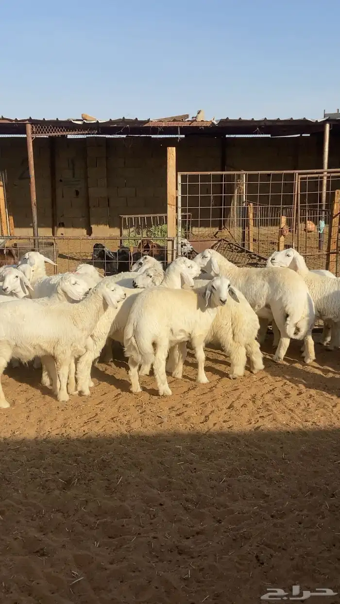 خرفان حري الطايف وتيوس بريه ( يوجد سلخ وتوصيل) 1