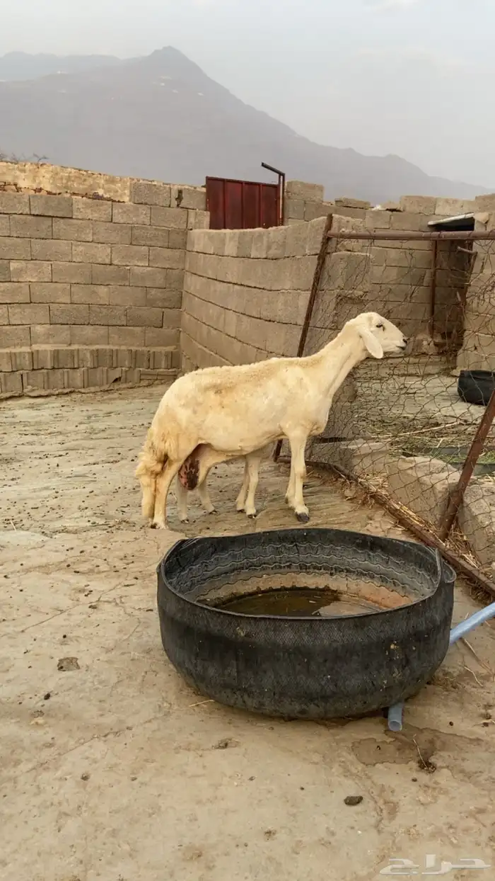 نعجه و فريره 0