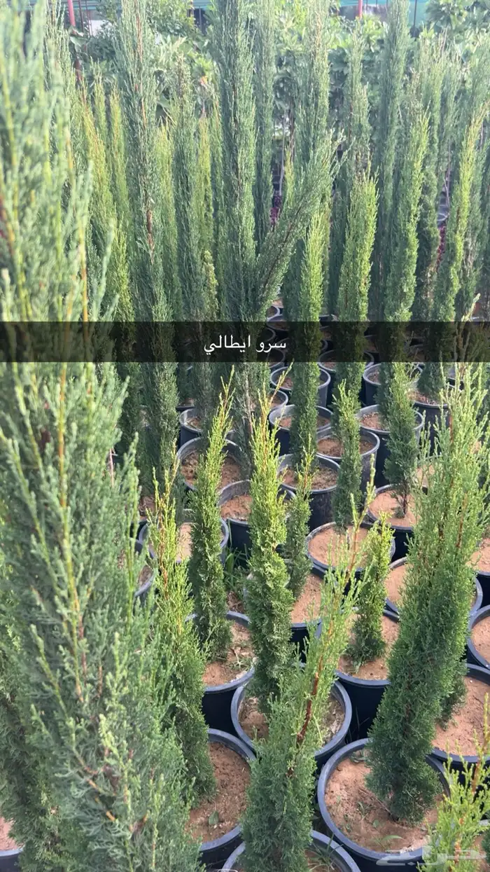 جاكندا سرو ايطالي فل مصري 0