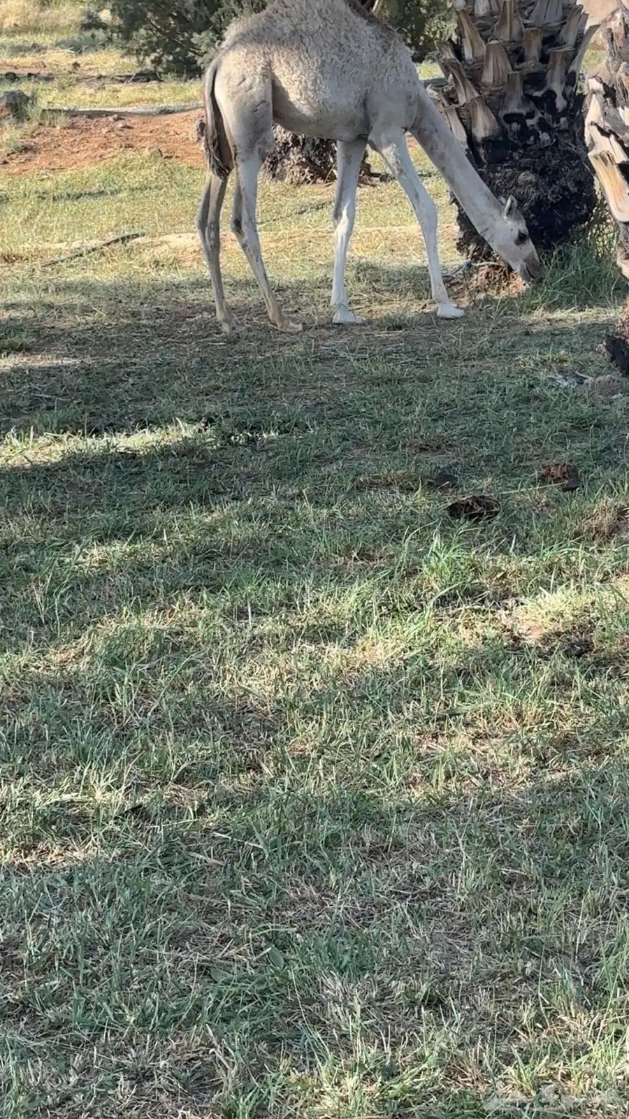 بكره حره للبيع 3