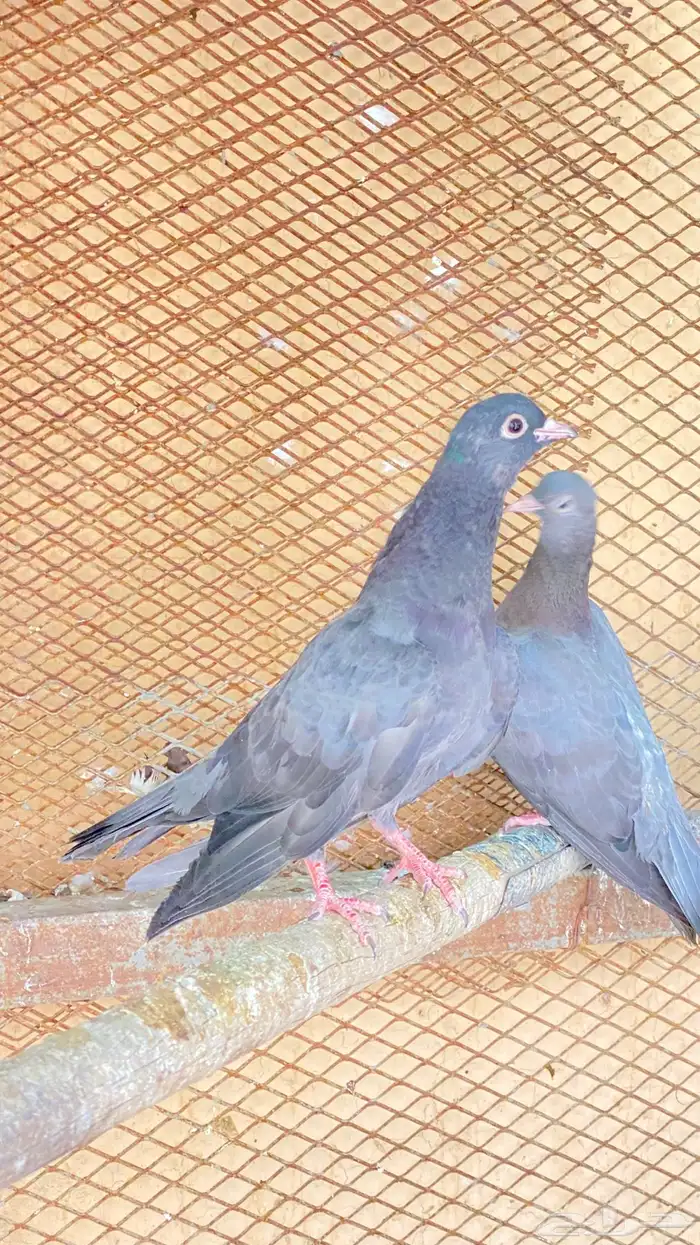 طبات صنعاوي أصيل 1