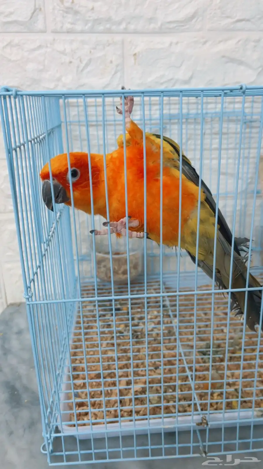 كنيور صن 0