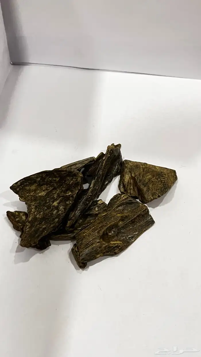 عود 17