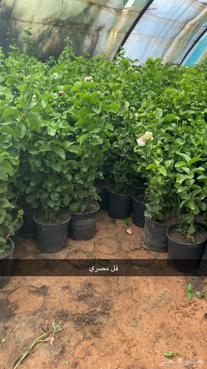 جاكندا سرو ايطالي فل مصري 1