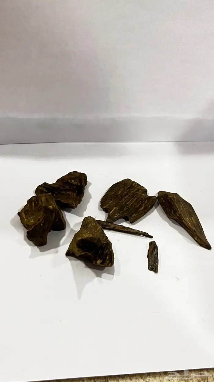 عود 14
