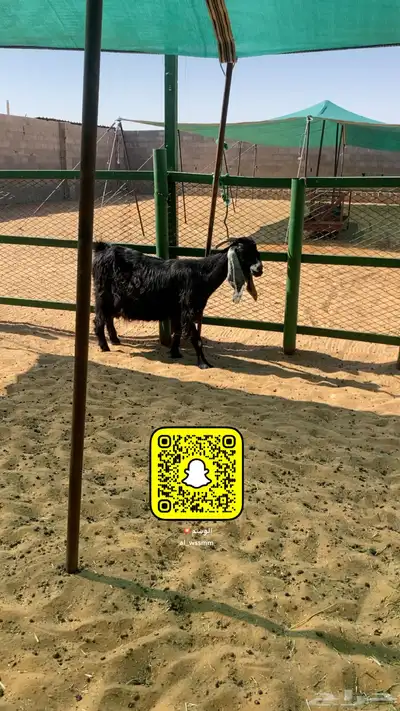 عنز دافع واصل الولاد 2