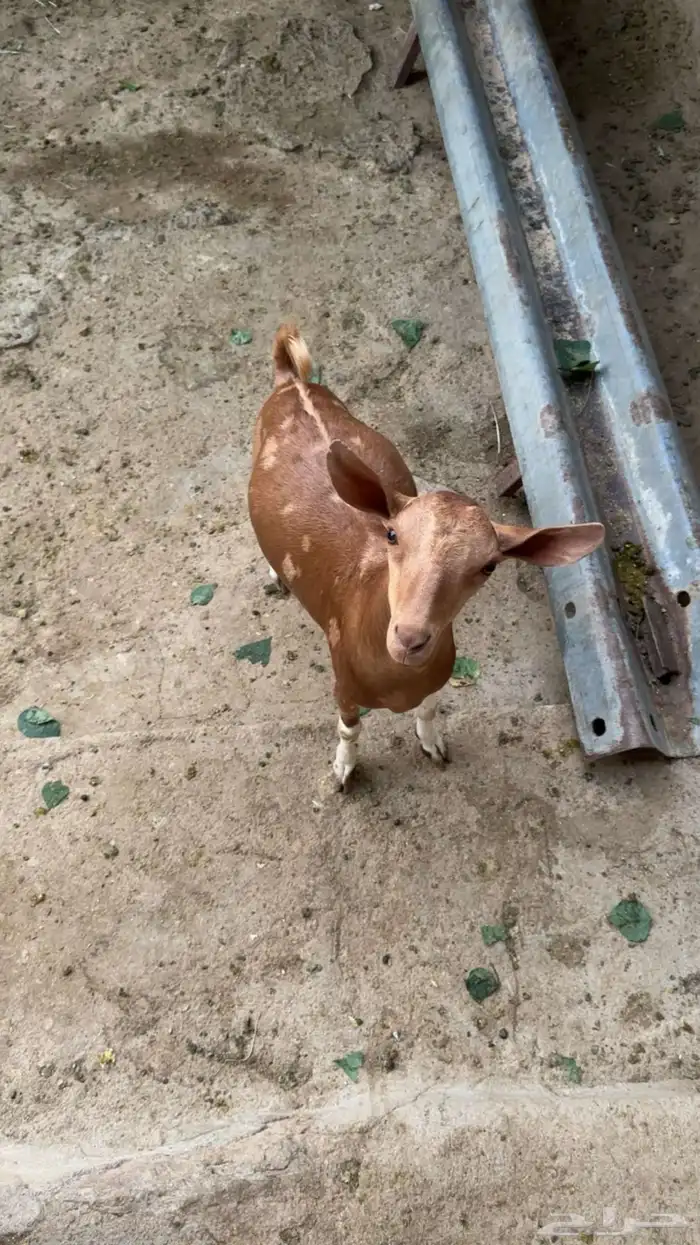 تيس كفو مليان شحم 0
