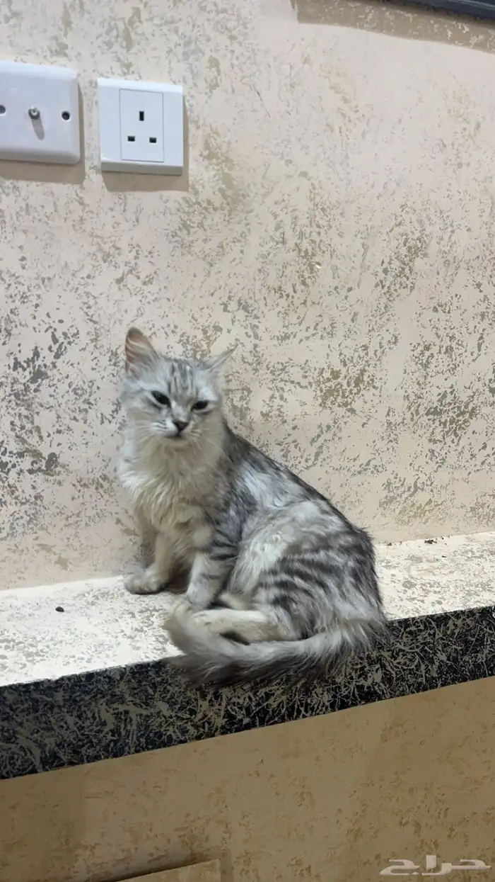 قطة للتبني 1
