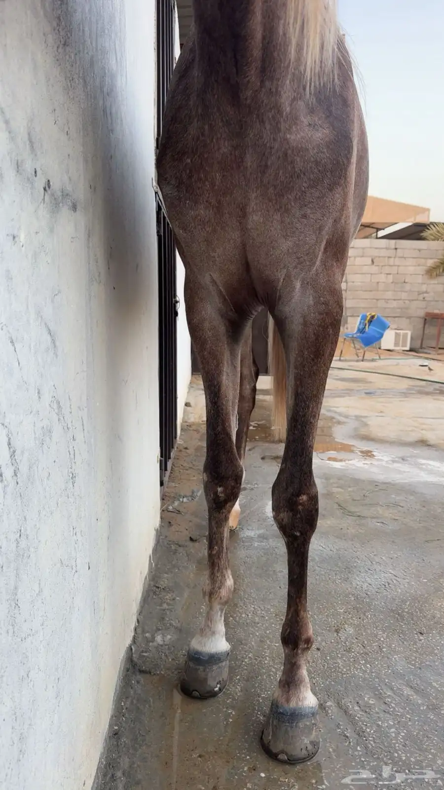 حصان شعبي 1