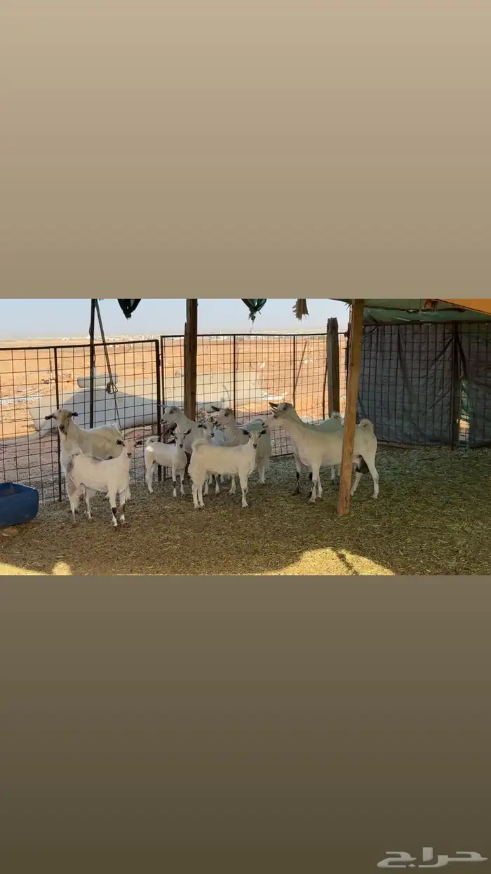 ماعز عماني ابيض ( تم البيع ) 0