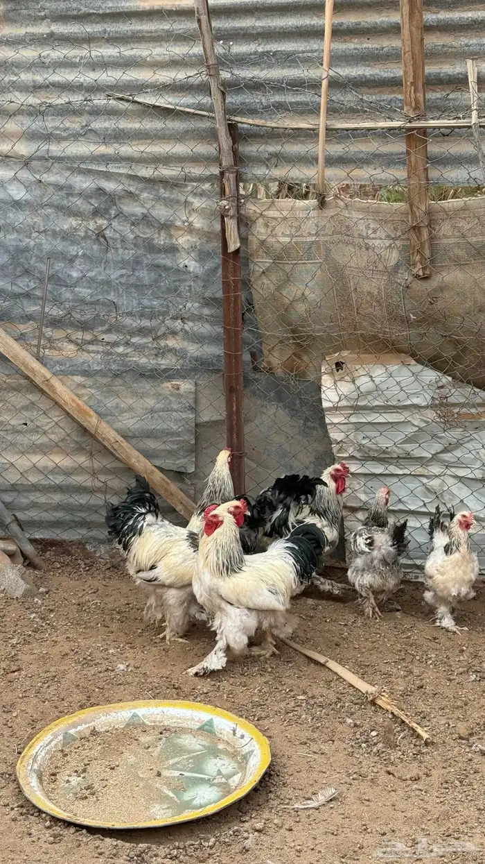 دجاج كولمبي 4