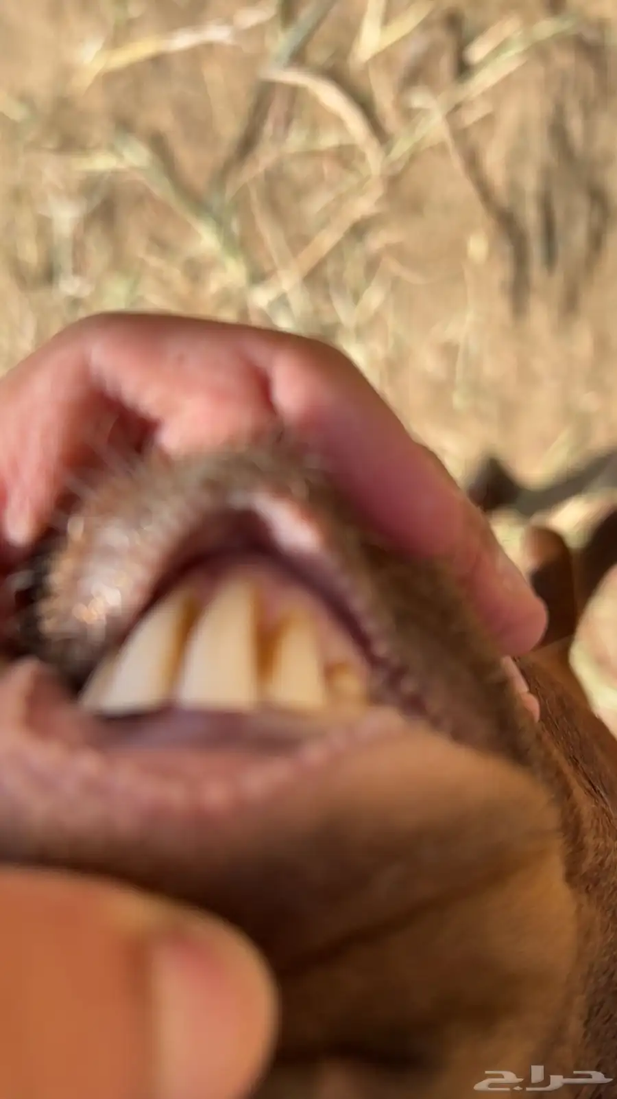 تيس فحل 1