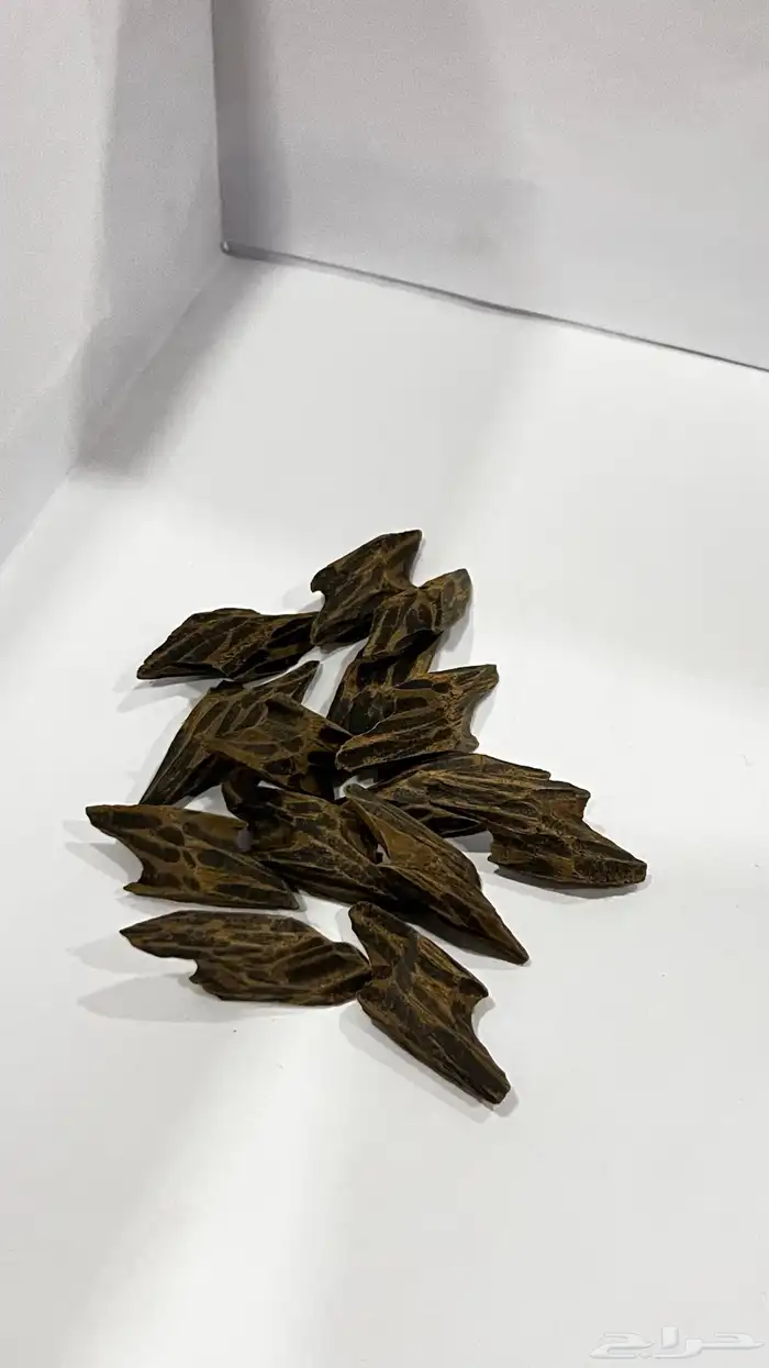 عود 21