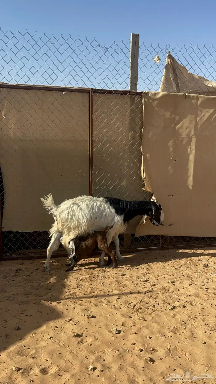 عنز معها تيس تم البيع 2