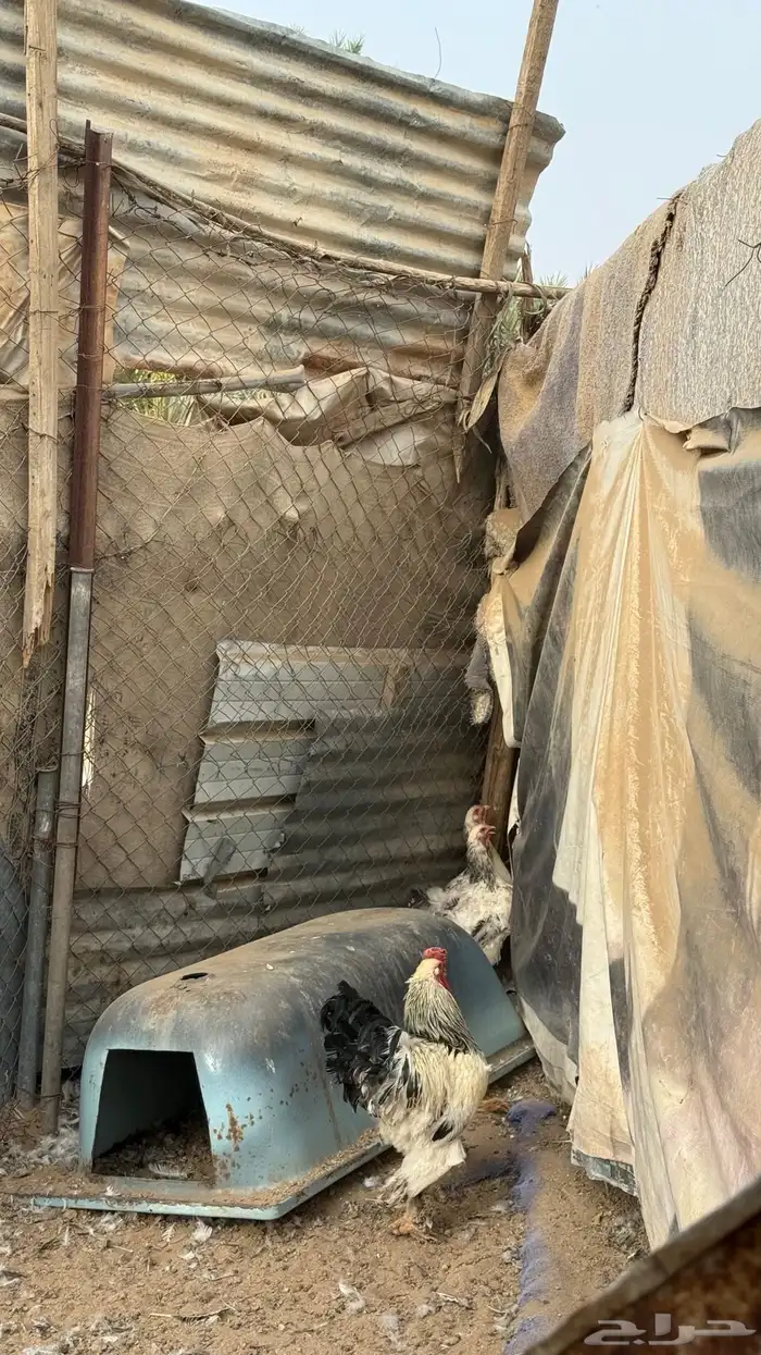 دجاج كولمبي 7