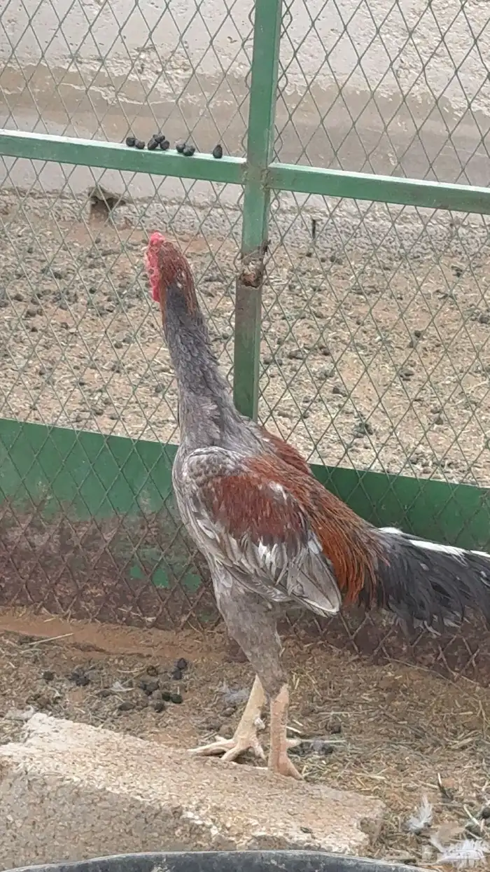2 ديوك باكستاني سندي 3