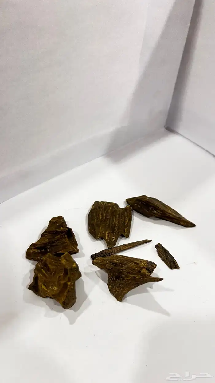 عود 10