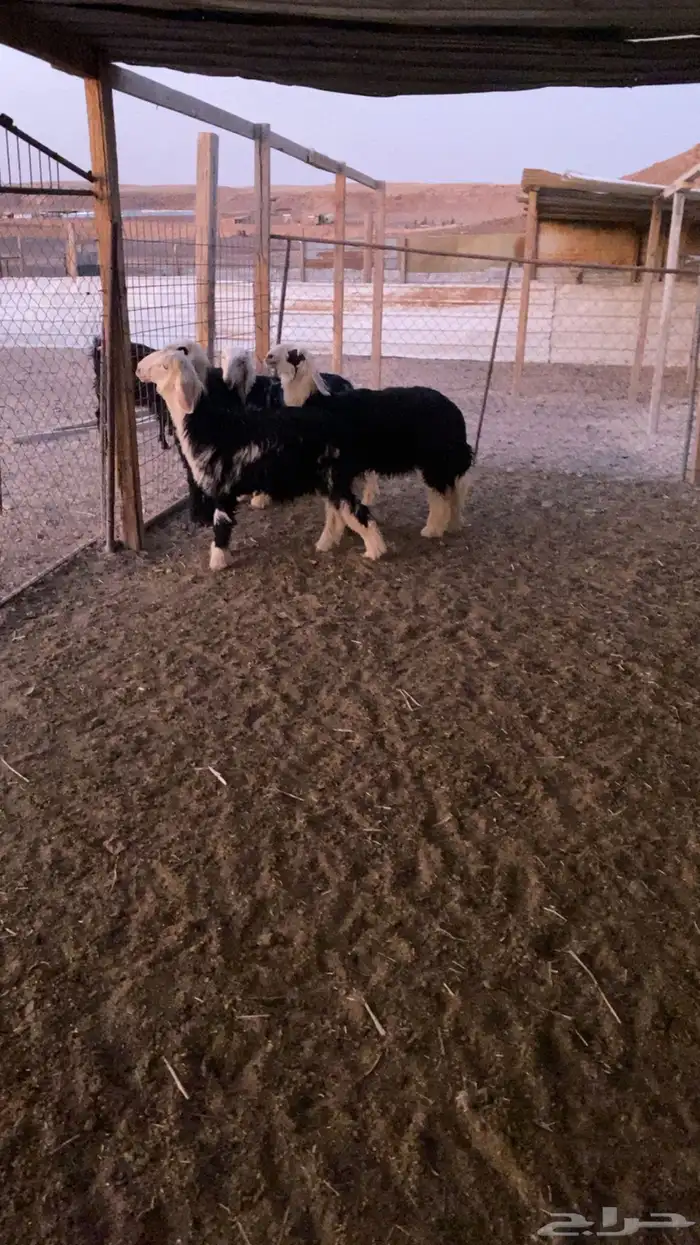خروفين ورخلين نجد ظهورها على حد الغلاق 0