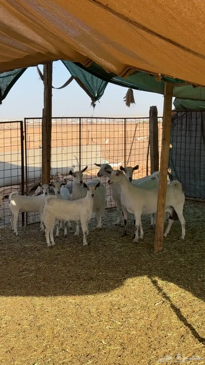 ماعز عماني ابيض ( تم البيع ) 1