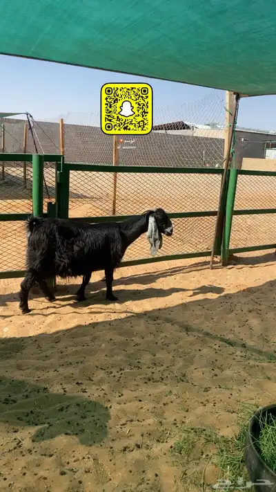 عنز دافع واصل الولاد 1